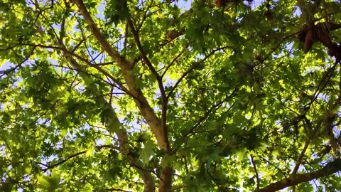Sunbeams Streaming Through Lush Green Leaves of a Large Plane Tree in Summer Stock Footage 328054855