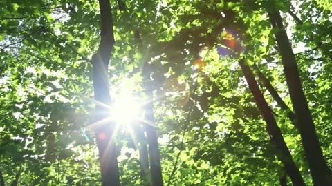 Sunbeams streaming through misty forest creating ethereal lighting effects Stock Footage 313325759