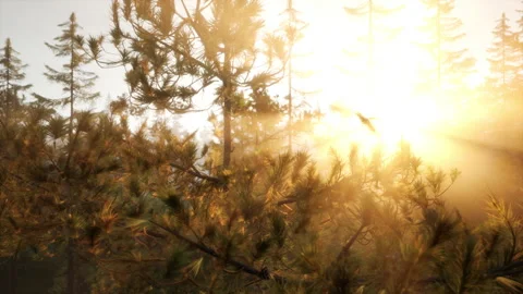 Sunbeams streaming through the pine trees Stock Footage 253743332