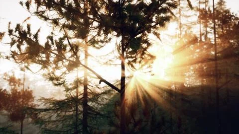 Sunbeams streaming through the pine trees Stock Illustration