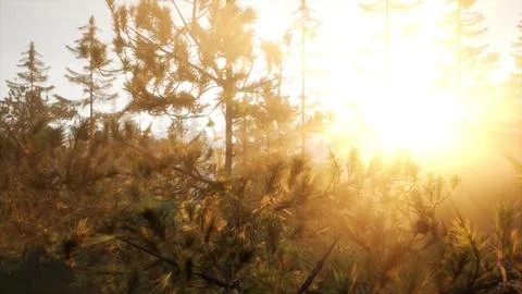 Sunbeams streaming through the pine trees Stock Illustration