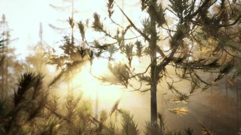 Sunbeams streaming through the pine trees Illustrazione stock