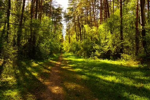Sunbeams streaming through the pine trees and illuminating the young green .. 스톡 사진