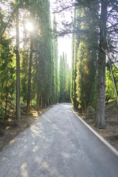 Sunbeams of sunlight shine through pine forest road in park Stock Photos