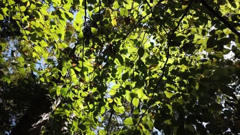 Sunbeams, sunlight through green bright leaves on tree branches. Stock Footage 142394525