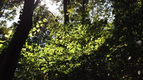 Sunbeams, sunlight through green bright leaves on tree branches. Stock Footage 142394528