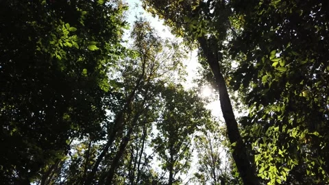 Sunbeams, sunlight through green bright leaves on tree branches. Vidéo 142394941