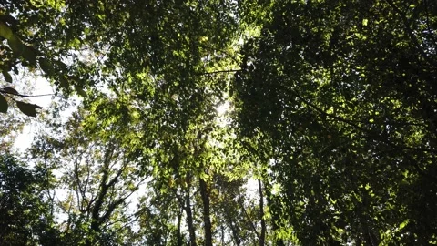 Sunbeams, sunlight through green bright leaves on tree branches. Stock Footage 142394946