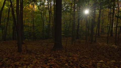 Sunbeams through Autumn Forest Trees and Fall Leaf Litter in Ontario Vídeo Stock 346008671