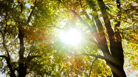 Sunbeams through Autumn Leaves. Stock Footage 306286484