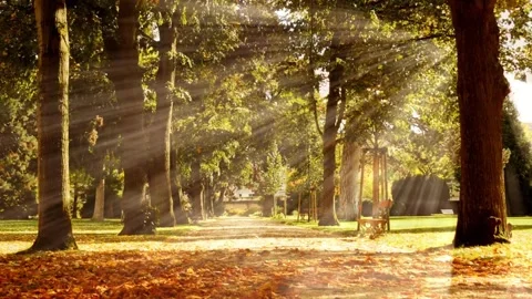 Sunbeams through Autumn Park Path. Video stock 306285646