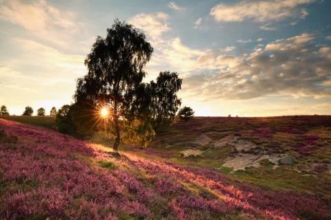 Sunbeams through birch tree and heather Stock Photos