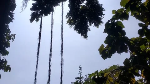 Sunbeams Through the Canopy Video stock 331934645