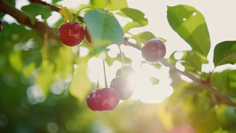 Sunbeams through cherry leaves. Ripe cherries hanging on a cherry tree branch. Stock-Footage 149241313