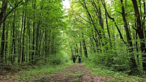 Sunbeams through Codrii Pascanilor forest as two female friends and a dog Stock-Fotos