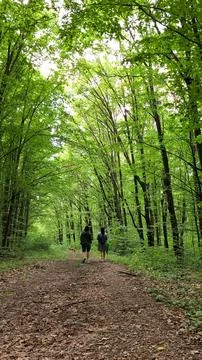 Sunbeams through Codrii Pascanilor forest as two female friends and a dog Stock Photos