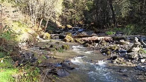Sunbeams through dense forest illuminate the bed of a mountain stream Stock Footage 297816413