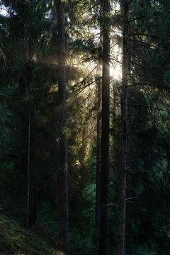 Sunbeams Through Evergreen Forest Trees in Tranquil Woodland Stock Photos