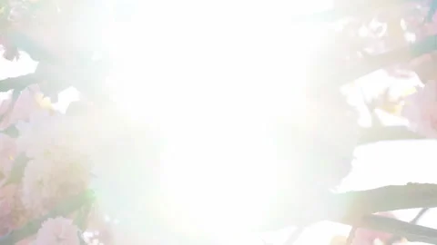 Sunbeams through the flowers of sakura branches Stock Footage 156986397