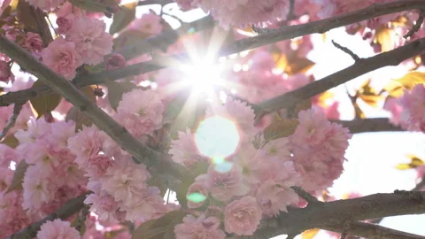 Sunbeams through the flowers of sakura branches Stock Footage 156986488