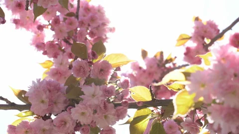 Sunbeams through the flowers of sakura branches Stock Footage 156986566