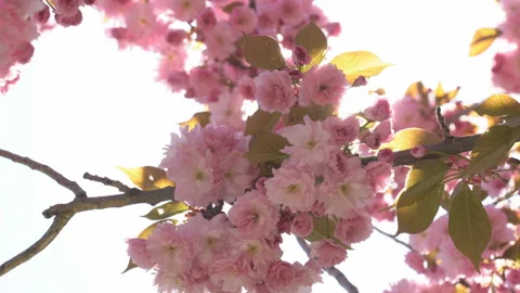 Sunbeams through the flowers of sakura branches Stock Footage 156986709