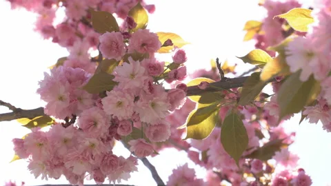 Sunbeams through the flowers of sakura branches Stock Footage 156986815