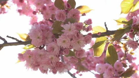 Sunbeams through the flowers of sakura branches Stock Footage 156986993