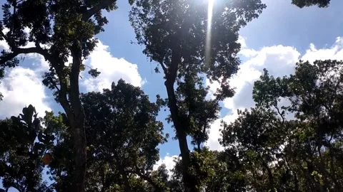 Sunbeams Through the Forest Canopy 库存影片 341800407