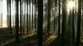sunbeams through forest pan HD Footage