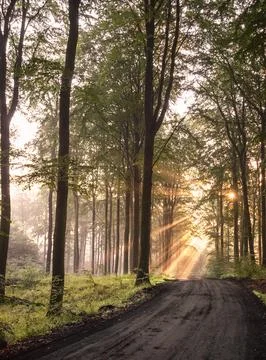 Sunbeams Through the Forest Path at Dawn Stock Photos