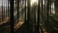 sunbeams through forest tilt up HD 동영상