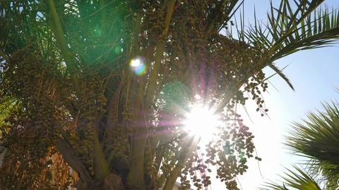 Sunbeams through green branches with date fruit and leaves palm trees Stock Footage 92666772