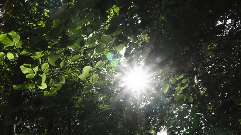Sunbeams through green leaves Vídeo Stock 94180725