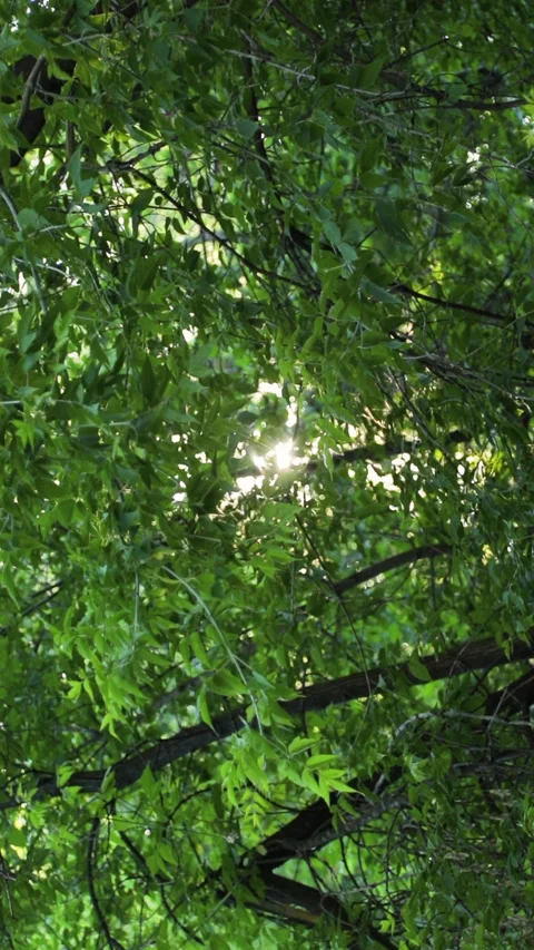 Sunbeams through green tree branches in summer day. Sun glare. Vertical video. Stock Footage 270938555