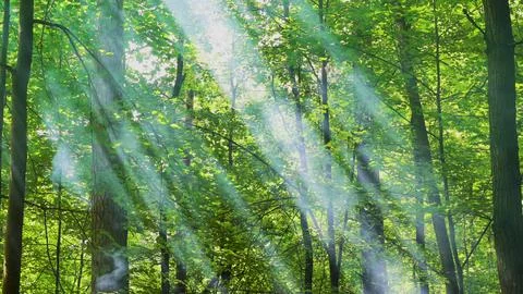 Sunbeams through haze in the forest Stock Photos