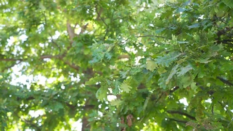 Sunbeams through the leaves. Stock Footage 276606590