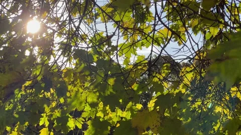 Sunbeams Through Leaves On Tree Stock Footage 219421663