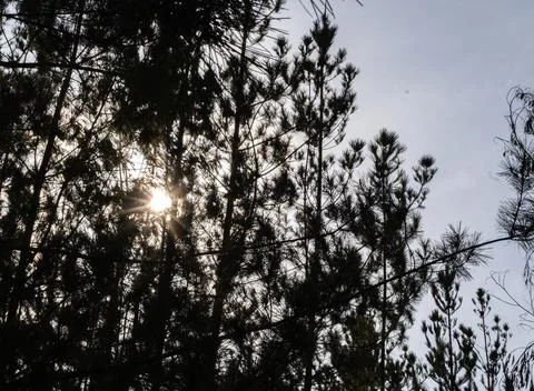 Sunbeams through the leaves of the trees Stock Photos