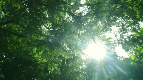 Sunbeams through lush green canopy. Video stock 306286160