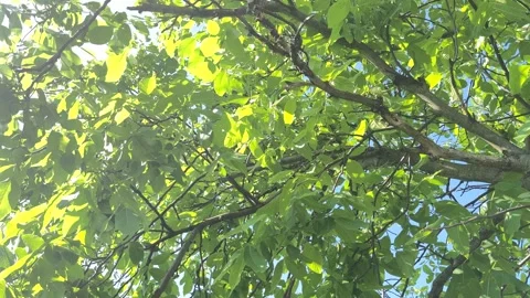 Sunbeams Through Lush Green Walnut Tree Canopy Stock Footage 336461299