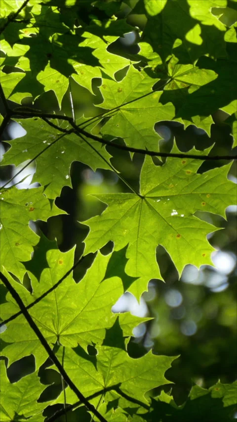 Sunbeams Through Maple Leaf. Vertical. Stock Footage 276495383