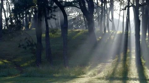 Sunbeams Through Mist Over A Forest Hill Stock Footage 74686766