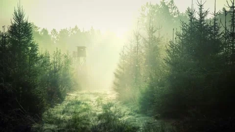 Sunbeams Through Misty Forest Path Stock Footage 346032072