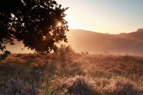 Sunbeams through oak tree branches Stock-Fotos