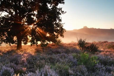 Sunbeams through oak tree over heather flowers Stock Photos