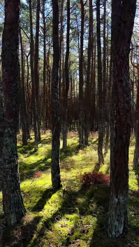 Sunbeams Through Pine Forest Canopy Crepuscular Rays Stock Footage 317629125