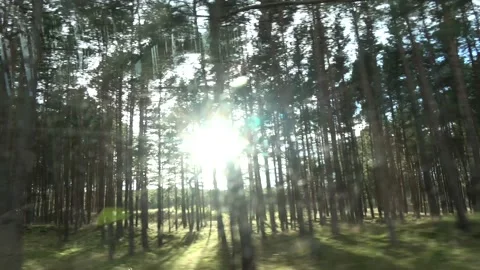 Sunbeams through pine forest from car window, speed background Stock Footage 141712029