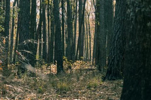 Sunbeams Through Pine Forest with Fallen Leaves, Congaree National Park Stock Photos