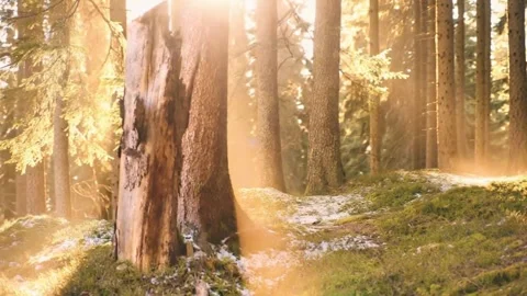 Sunbeams through pine forest trees in Swiss Alps with melting snow 動画素材 333634214